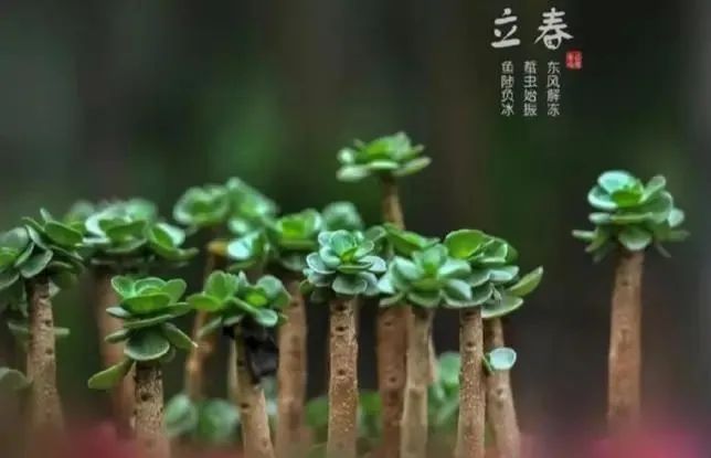 c65ae9b8a06fd449ba19a54ceda733cb.jpeg 图片